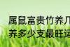 属鼠富贵竹养几支最旺运 属鼠富贵竹养多少支最旺运