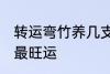 转运弯竹养几支最旺运 转运竹养几支最旺运