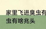 家里飞进臭虫有什么兆头 家里飞进臭虫有啥兆头