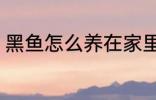 黑鱼怎么养在家里 黑鱼如何养在家里