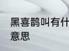 黑喜鹊叫有什么兆头 黑喜鹊叫是什么意思