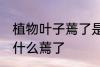 植物叶子蔫了是怎么回事 植物叶子为什么蔫了
