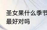 圣女果什么季节吃最好 圣女果秋季吃最好对吗