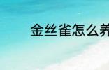金丝雀怎么养 金丝雀如何养