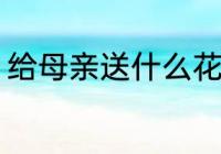 给母亲送什么花 给母亲可以送什么花