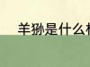 羊狲是什么材质 羊狲是哪种材质
