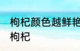 枸杞颜色越鲜艳越好吗 怎么挑选好的枸杞